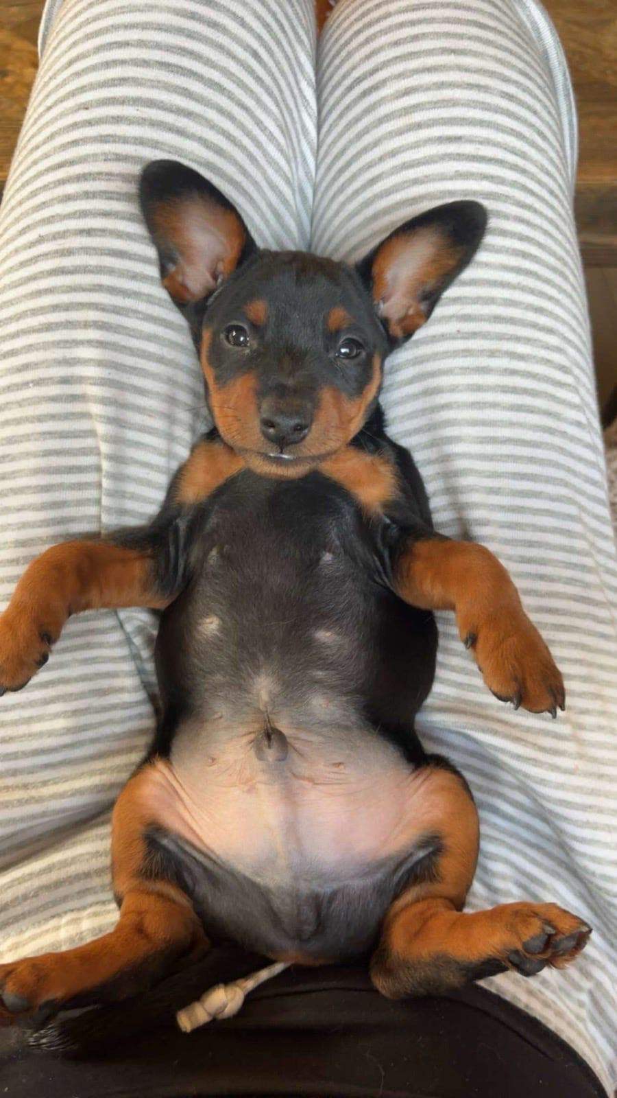 🐾 To små dvergpinscher-gutter søker nye oppdrag og drømmefamilier! 🐾