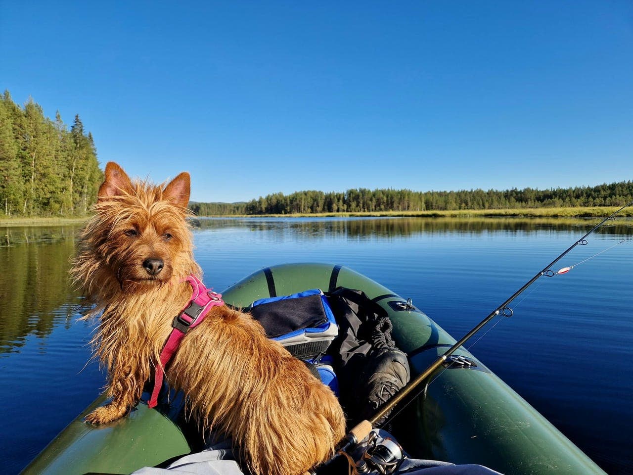 Australsk terrier omplasseres