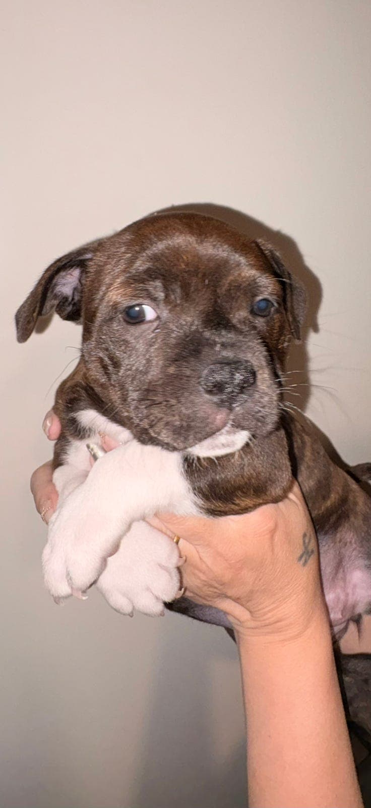 Staffordshire bull terrier valper