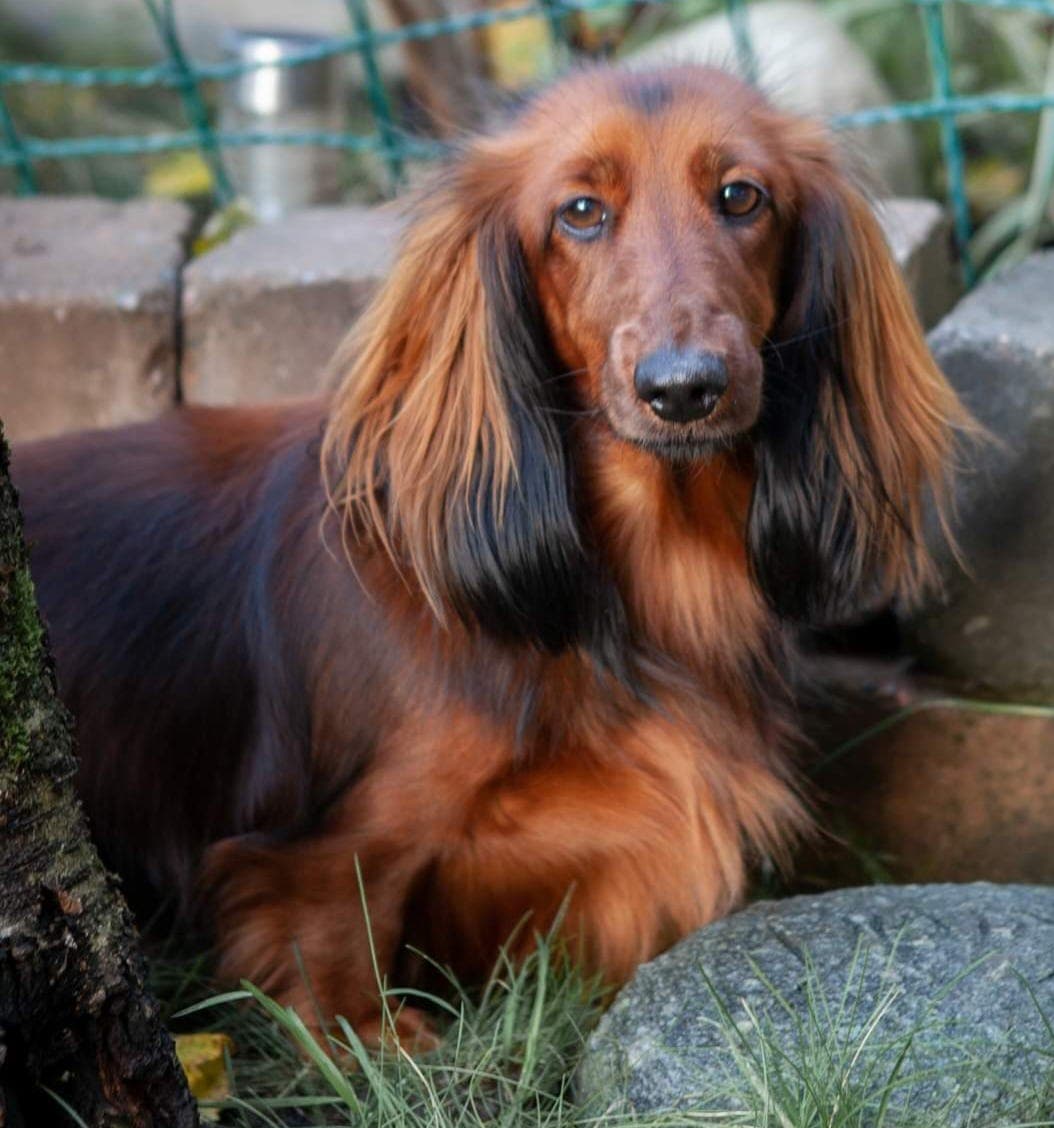 langhåret standard dachs ventes