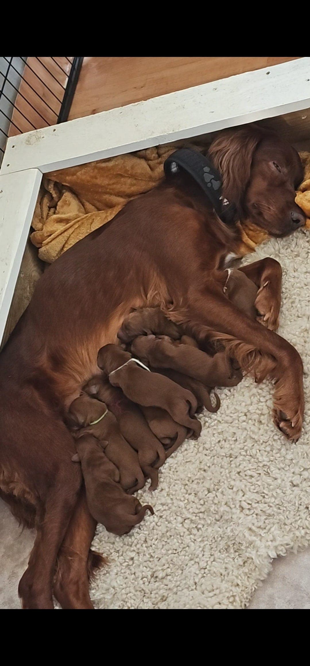 Irsksetter valper 🐶