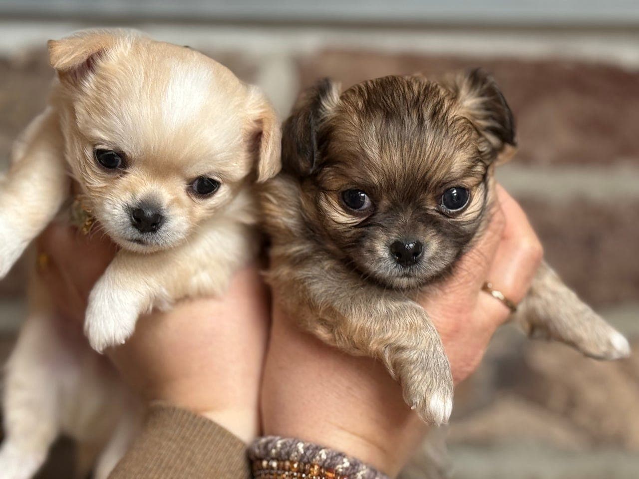 NKK registrerte chihuahua valper