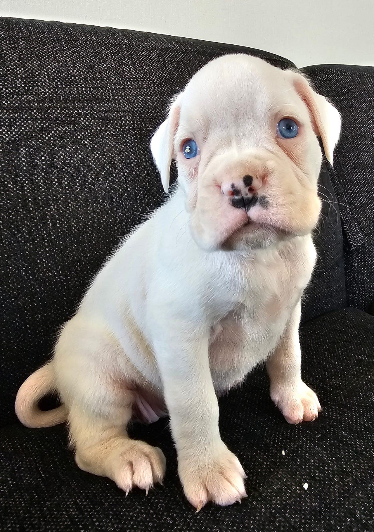 Hvit boxer tispevalp som er døv.  Leveringsklar 1. Mai