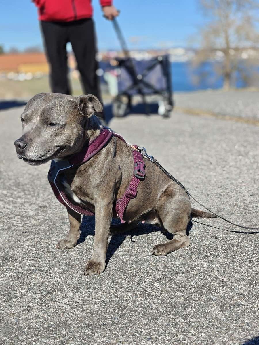 Staffordshire Bull Terrier tispe søker nytt hjem