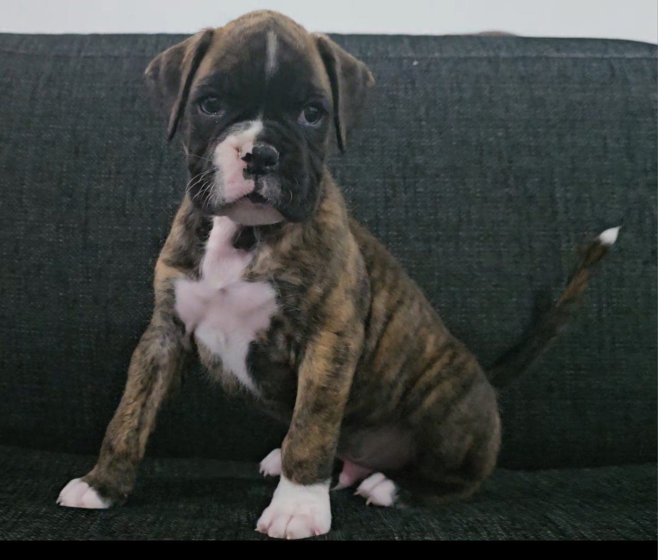 Søte boxer valper selges! Leveringsklare 1.Mai!