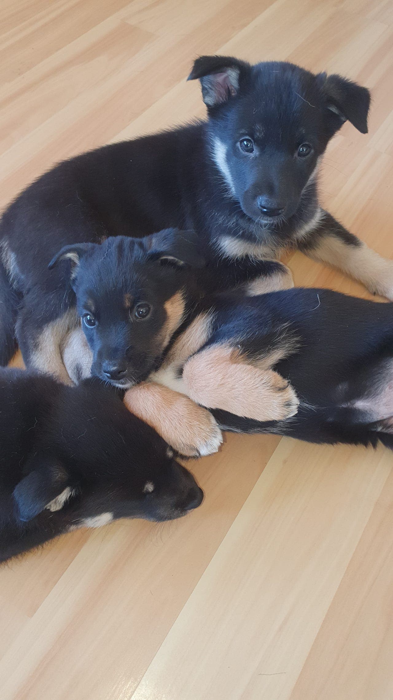 Lapsk vallhund valper