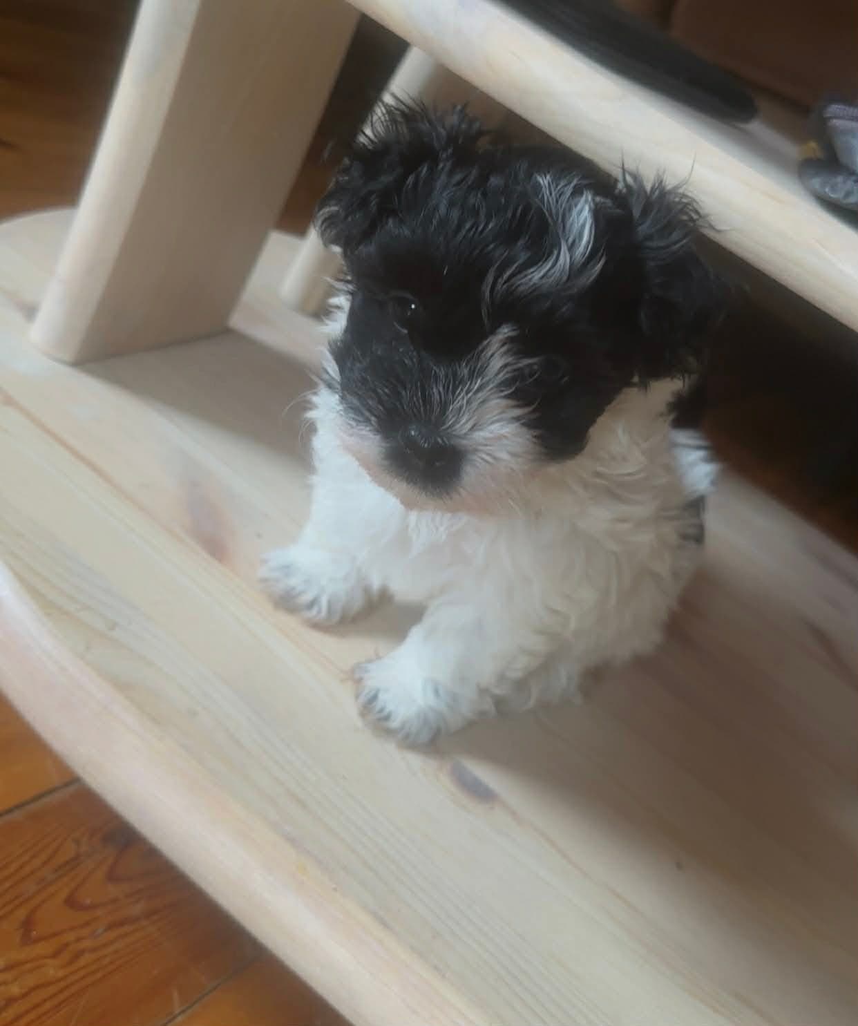 Snuskelusken's Benny (Bichon Havanais)