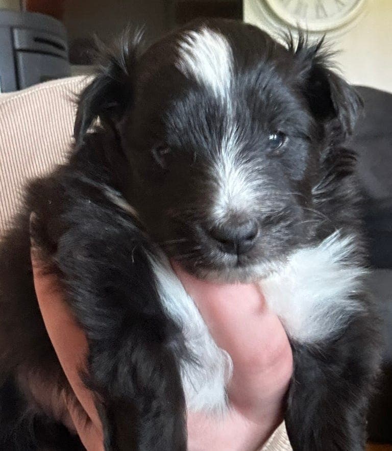 Shetland Sheepdog valper