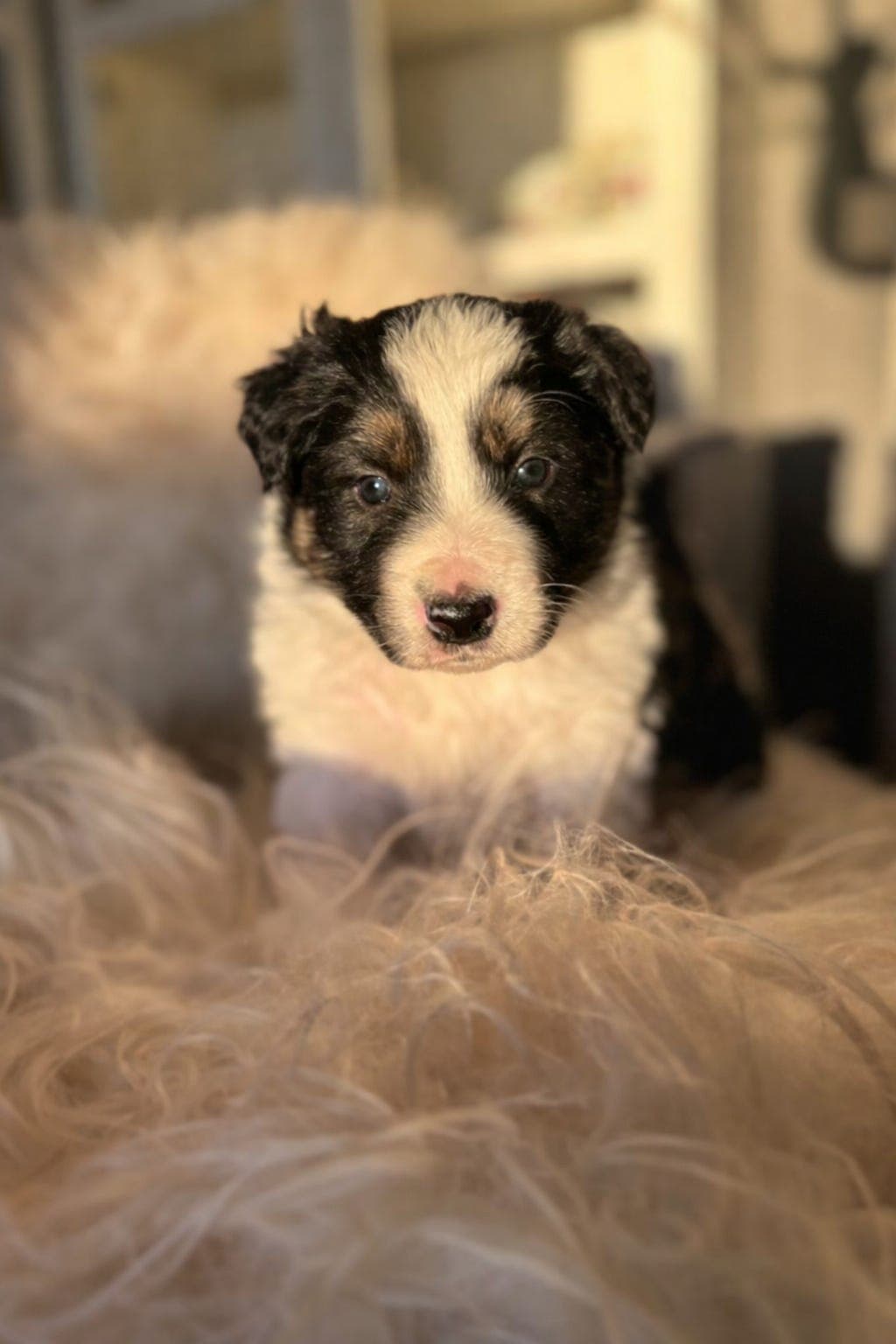 Border Collie valper