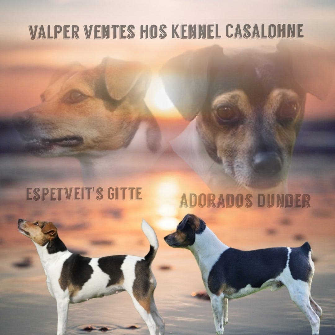 Dansk-svensk gårdshund valper. NKK reg