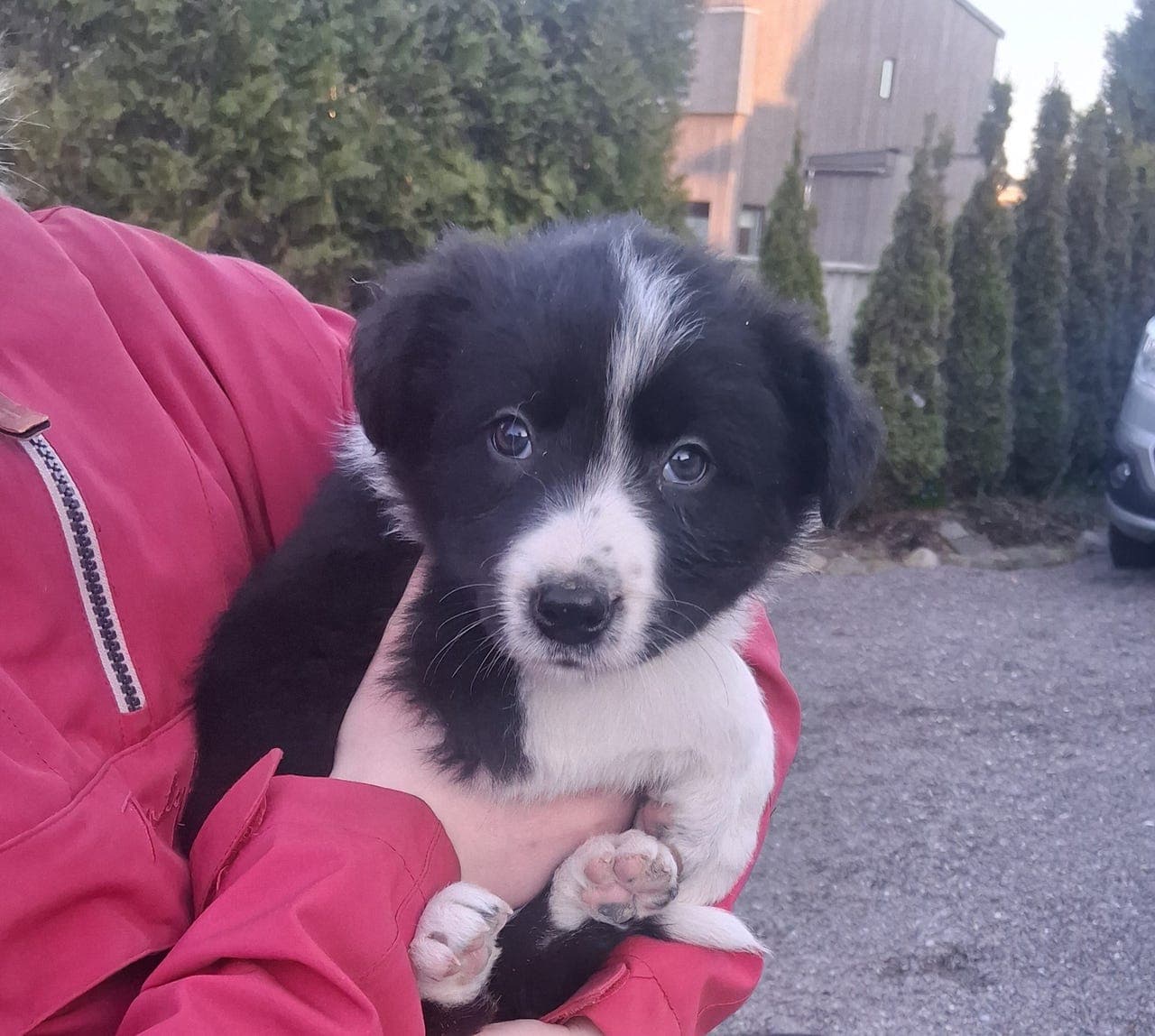 Langhåret Border Collie tispe ledig
