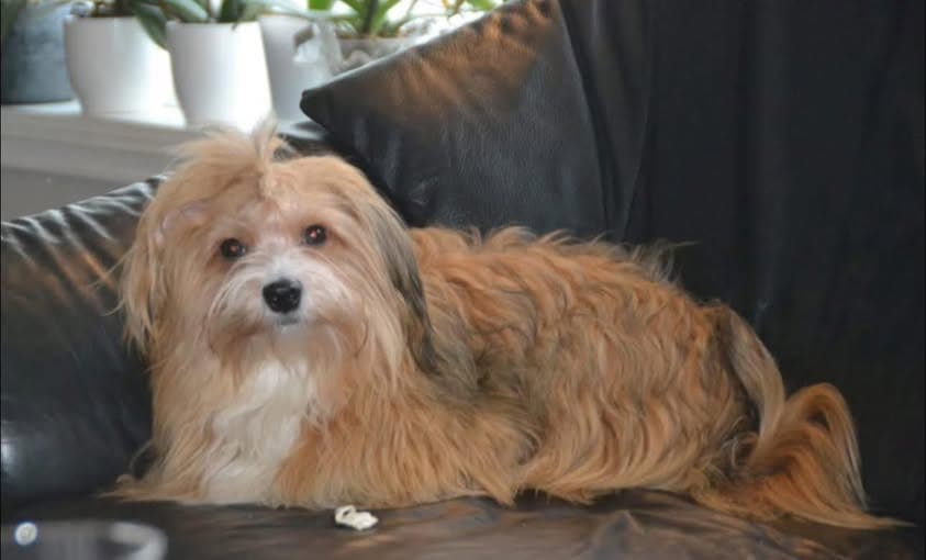 Fôrvert til renraset Bichon Havanais