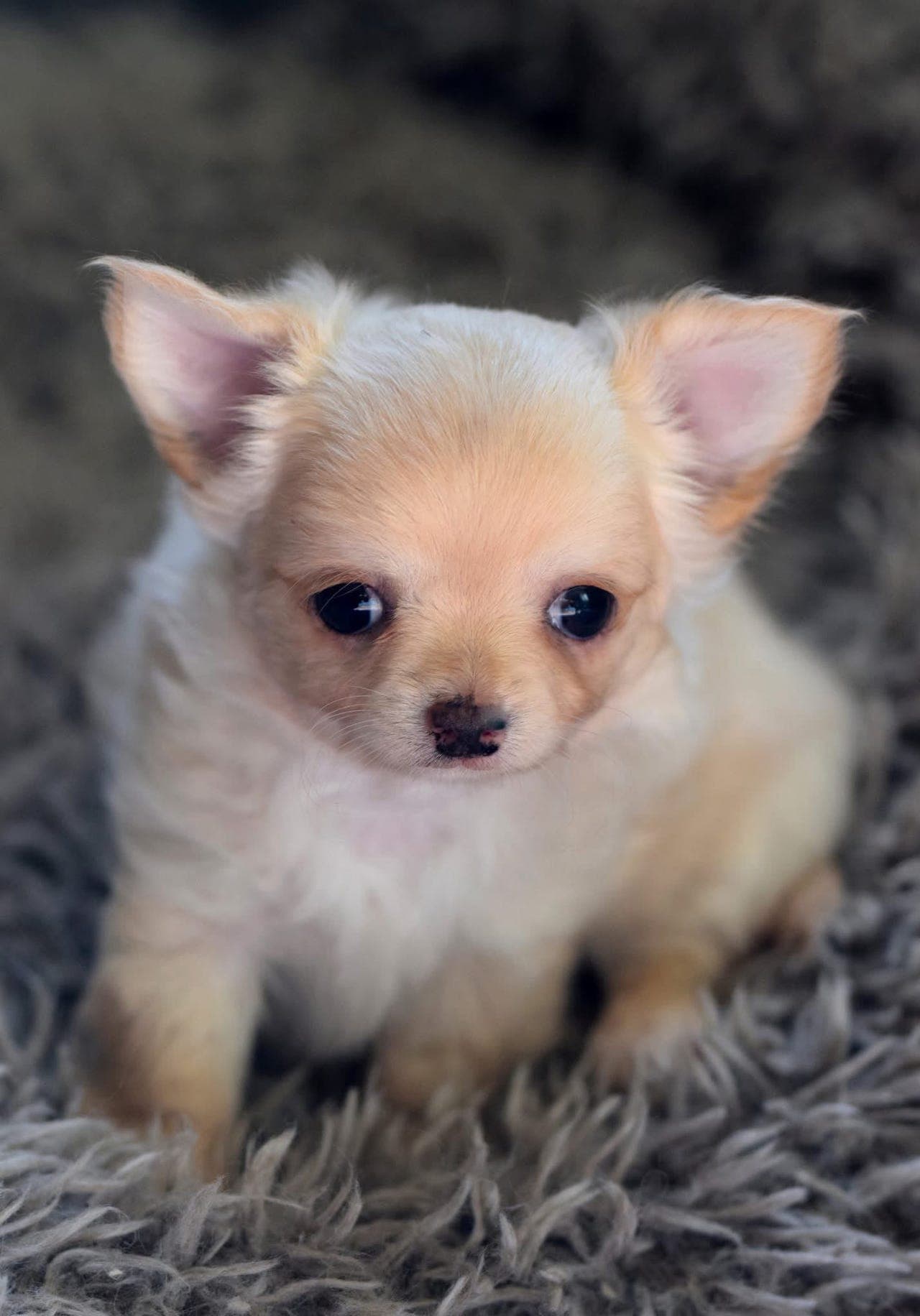 Chihuahua langhåret tispevalp med Stamtavle i NKK