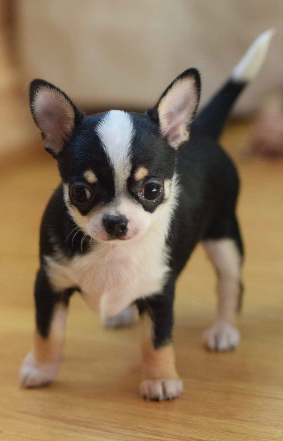 Chihuahua korthåret tispevalp med Stamtavle i NKK