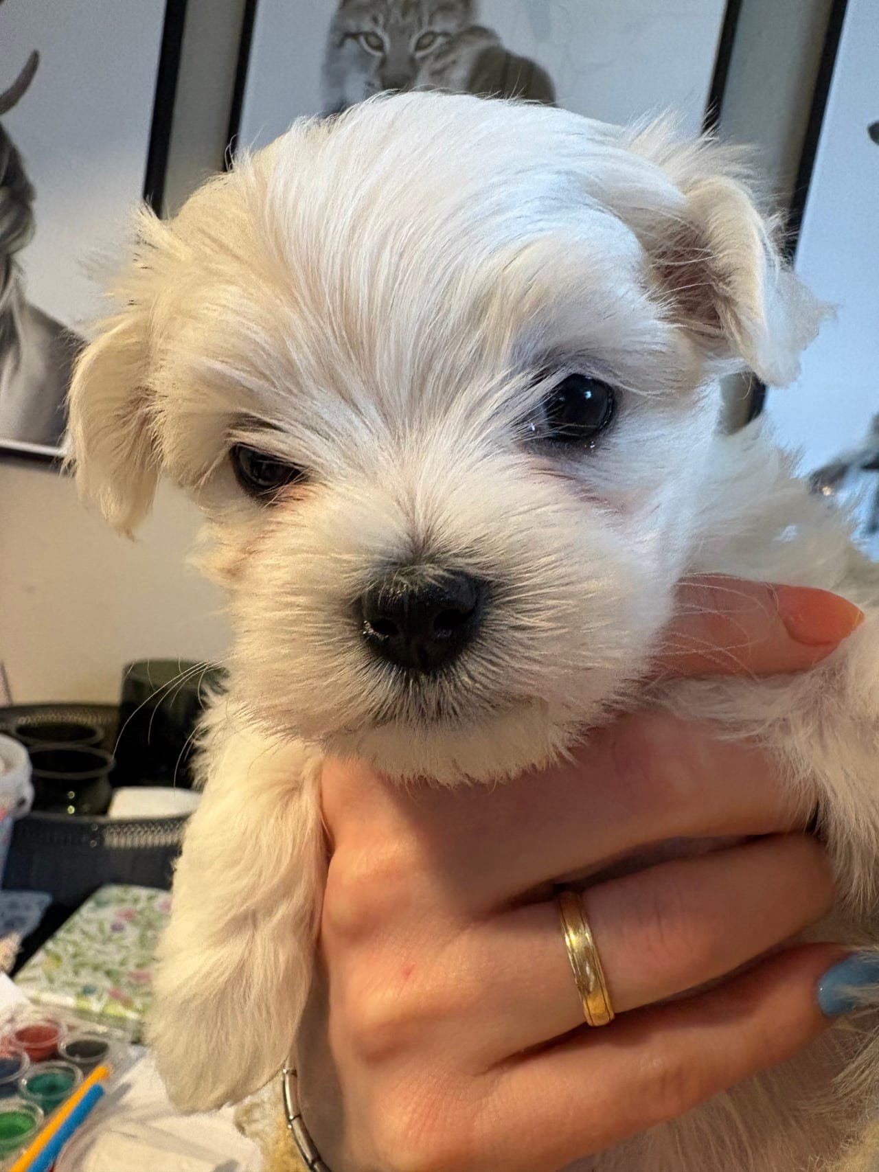 Malteser valp til salgs