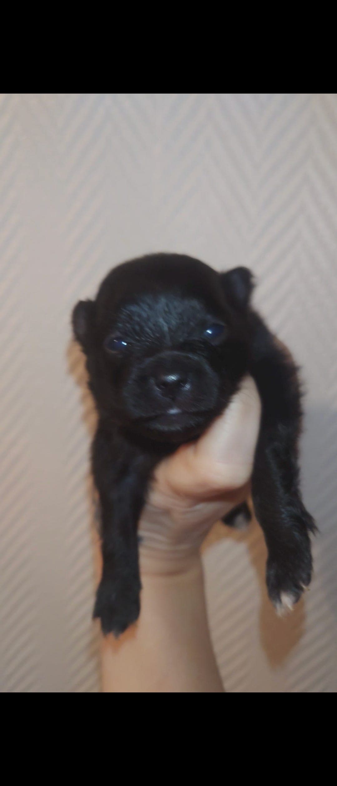 Kleinspitz valper med stamtavle til salgs