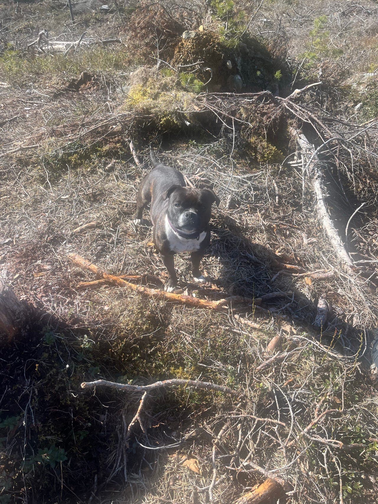Staffbullterrier tispe vurderes solgt.