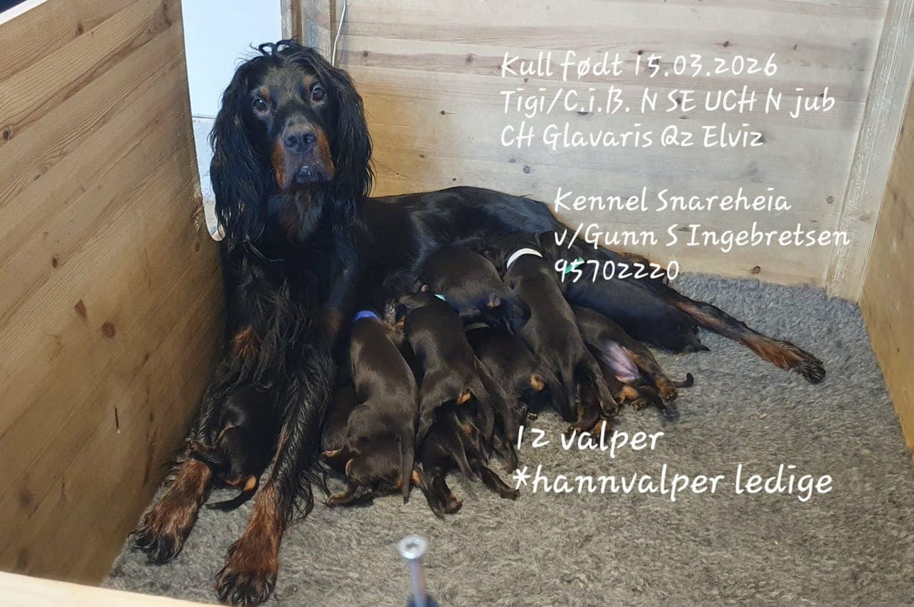Gordonsetter valper etter premierte foreldre