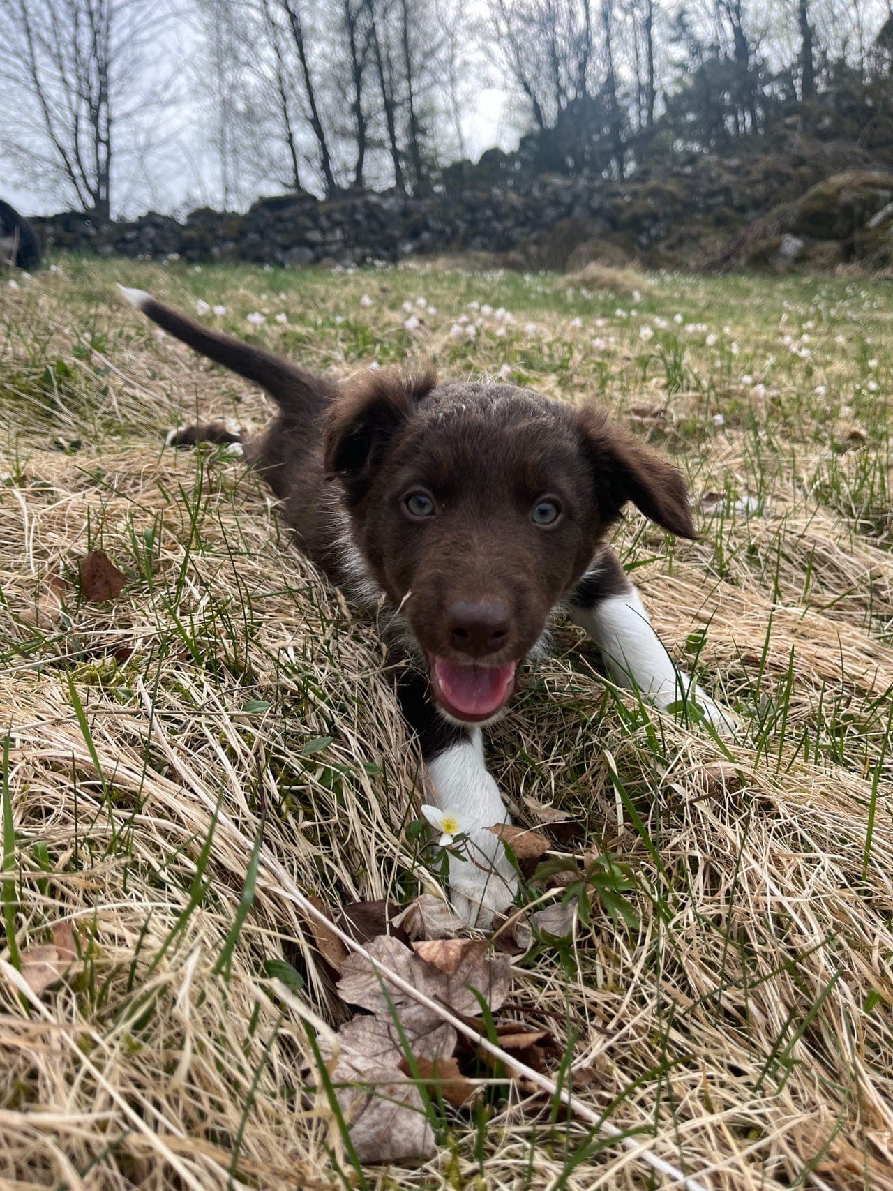Renraset border collie valper med stamtavle