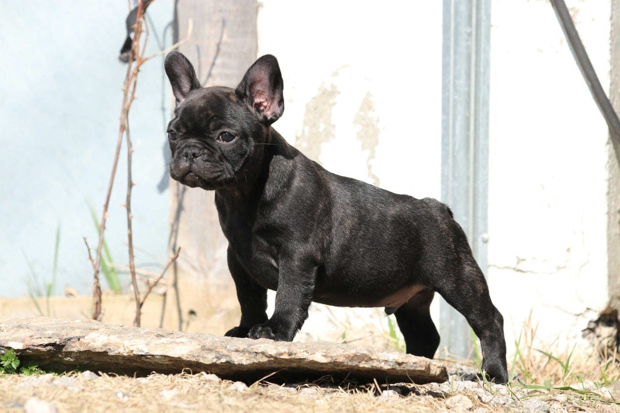 Fransk bulldog hannvalper - leveringklare!
