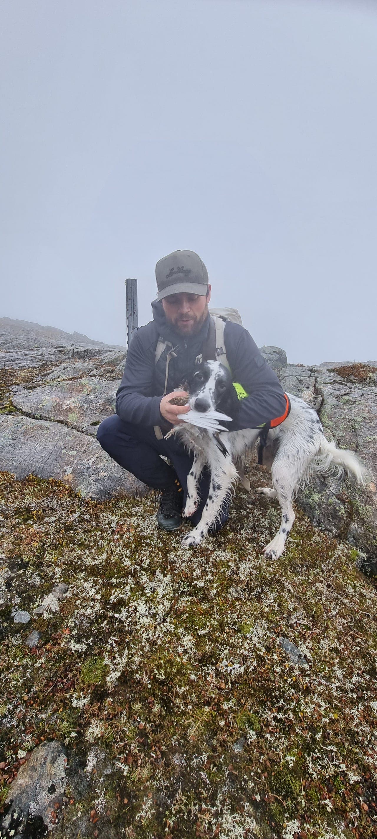 Engelsk Setter Selges