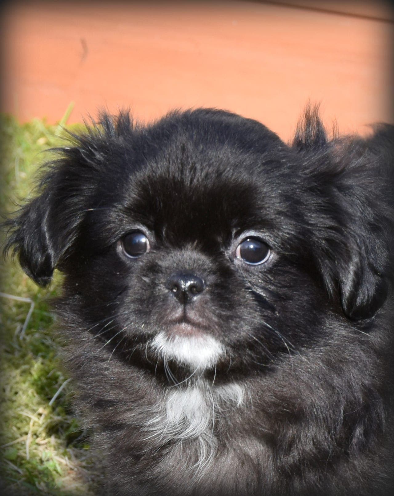 Nydelige Tibetansk Spaniel valper