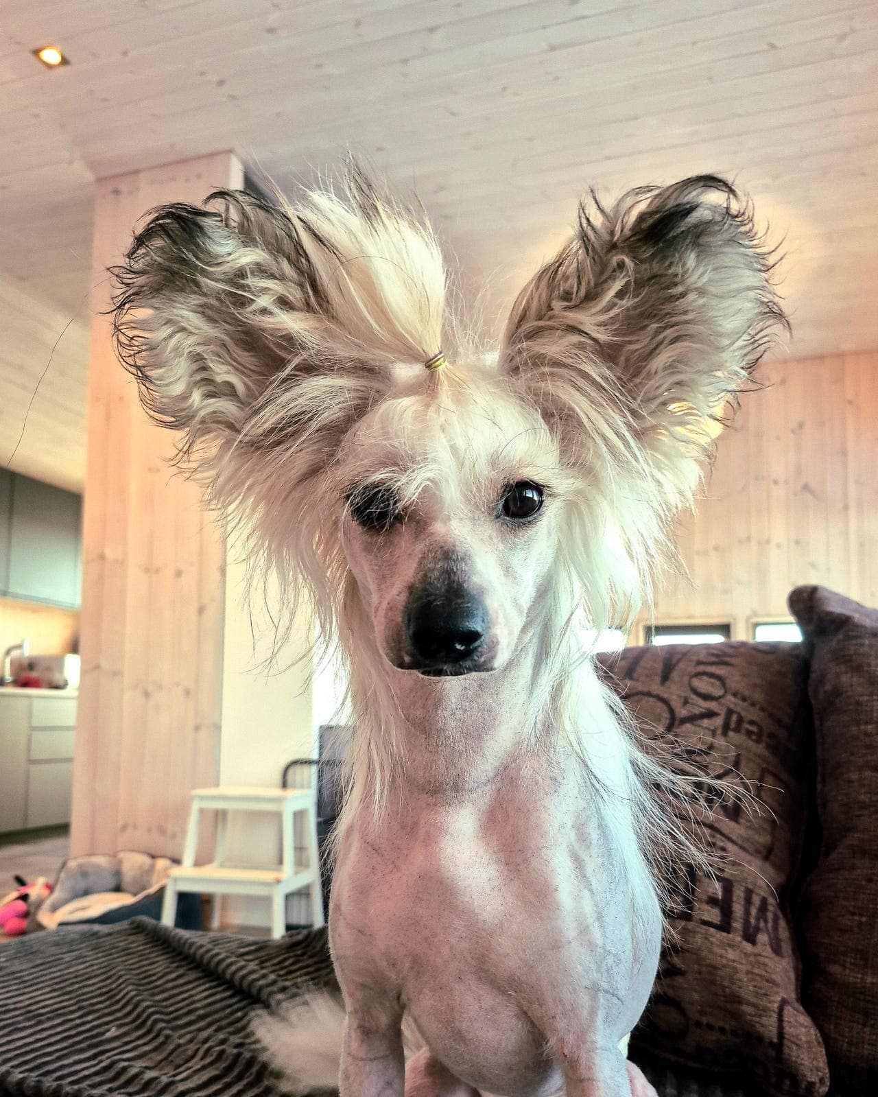 Chinese crested