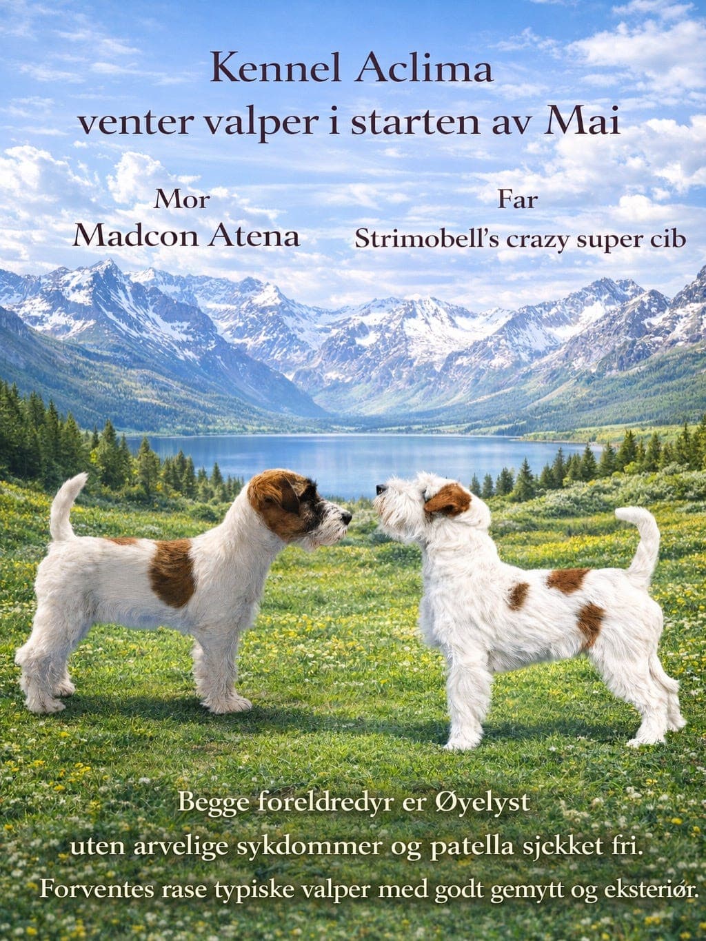Jack russell terrier valper ventes medio mai