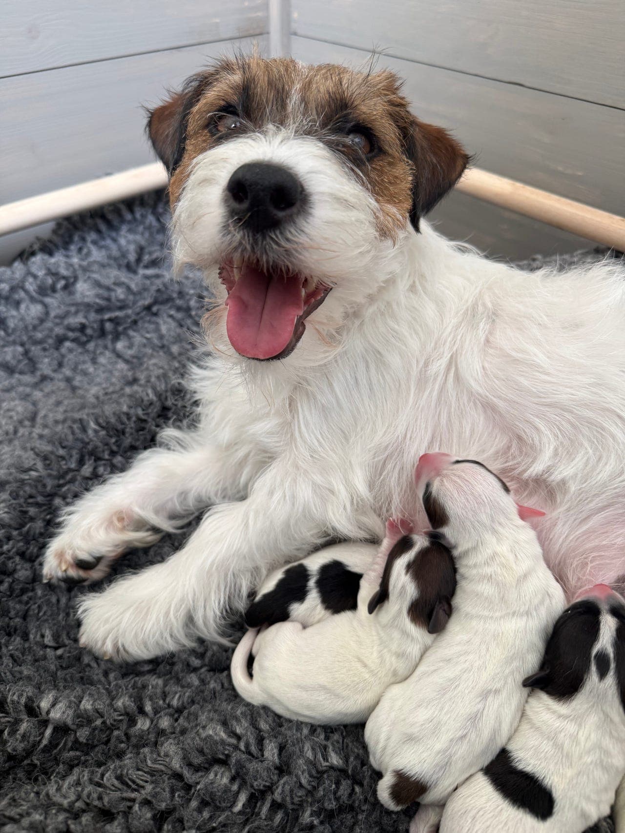 Jack russell terrier valper født 15.Mai