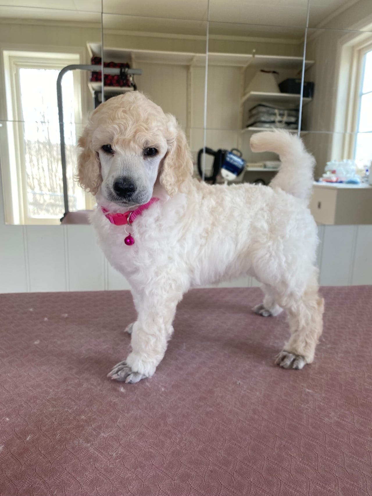 HVIT STORPUDDEL / KONGEPUDDEL VALP