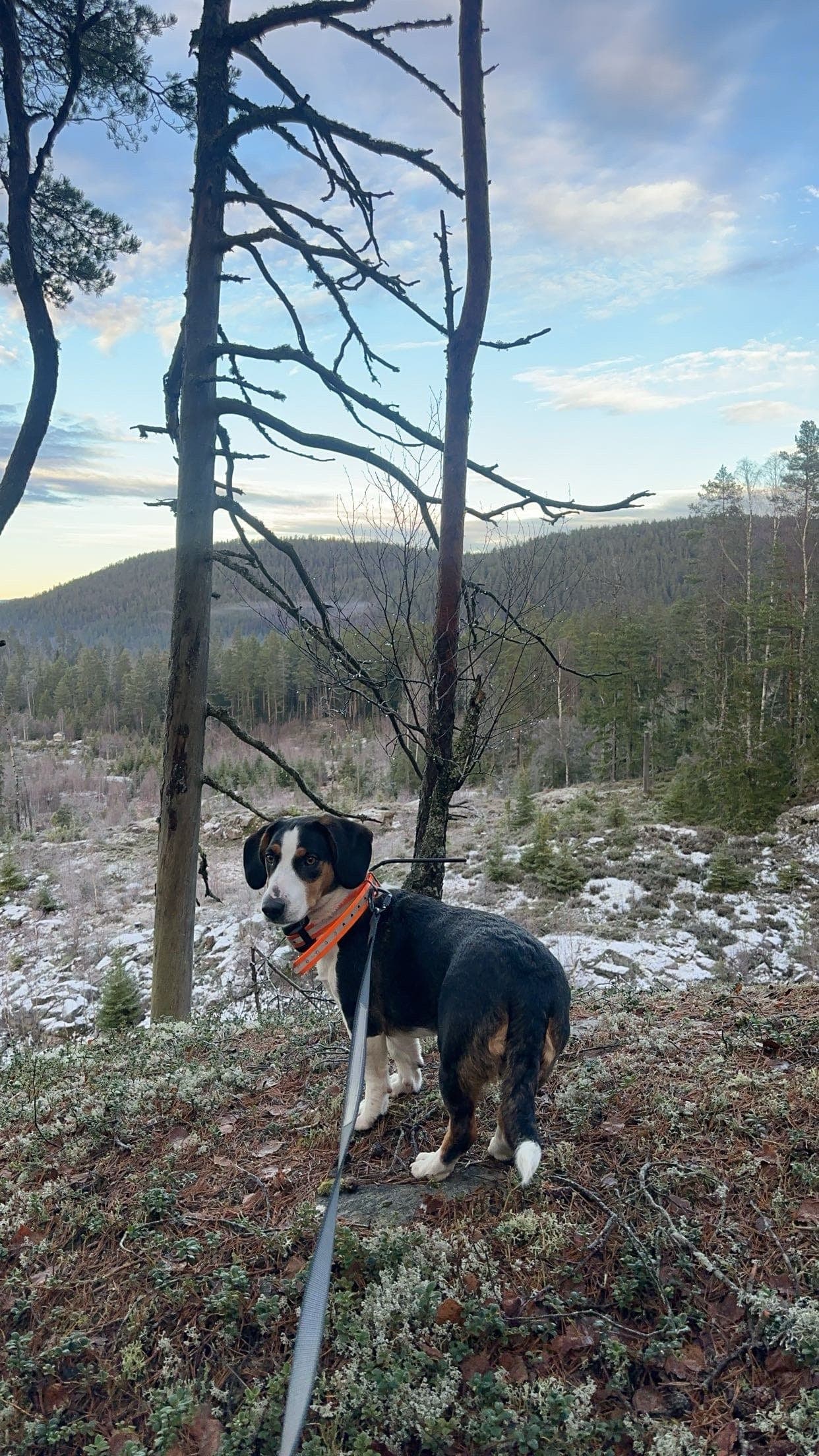 Drevervalper ventes etter HG Dina og BS Castor🐾