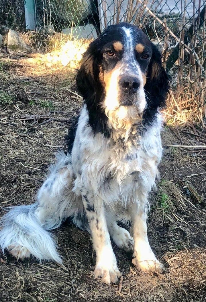 Engelsk setter hannhund