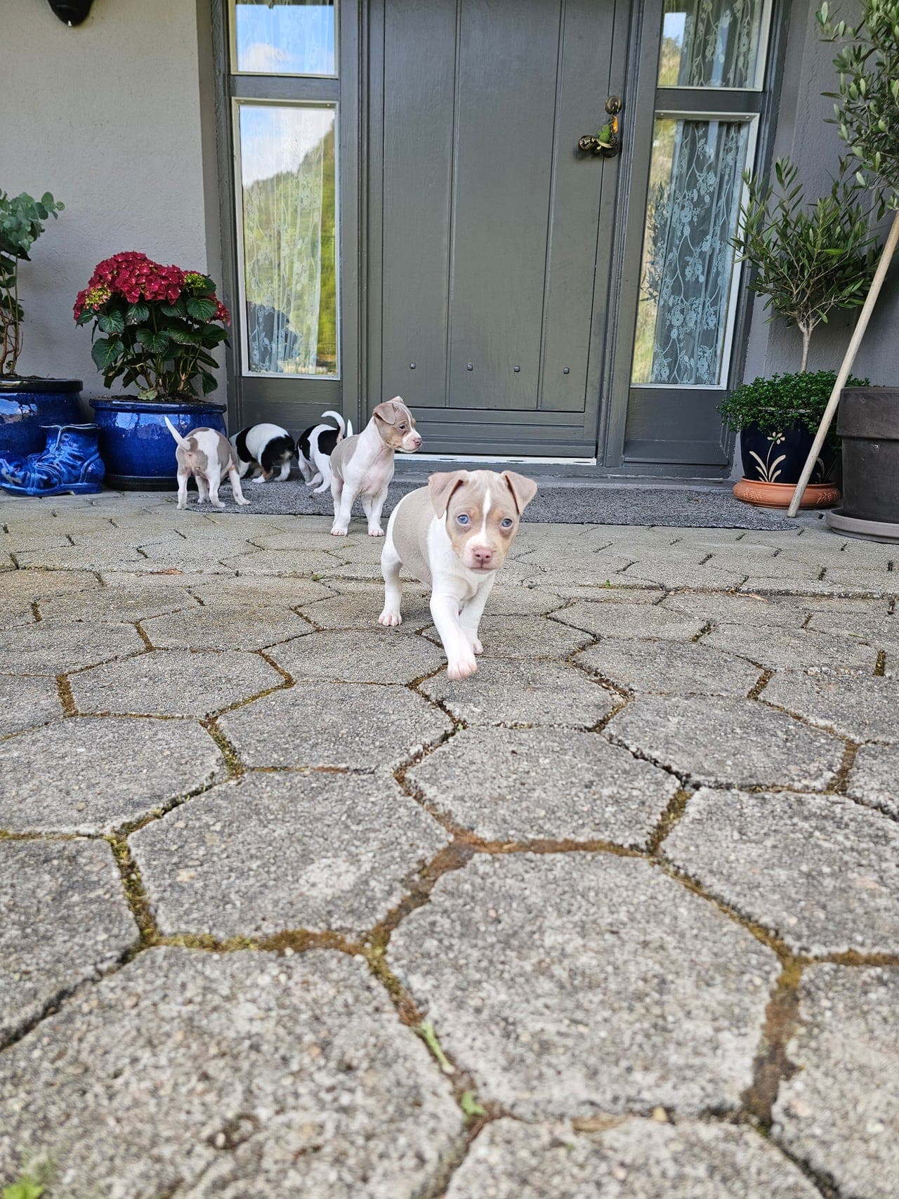 Brasiliansk terrier/ terrier brasileiro valper. NKK reg