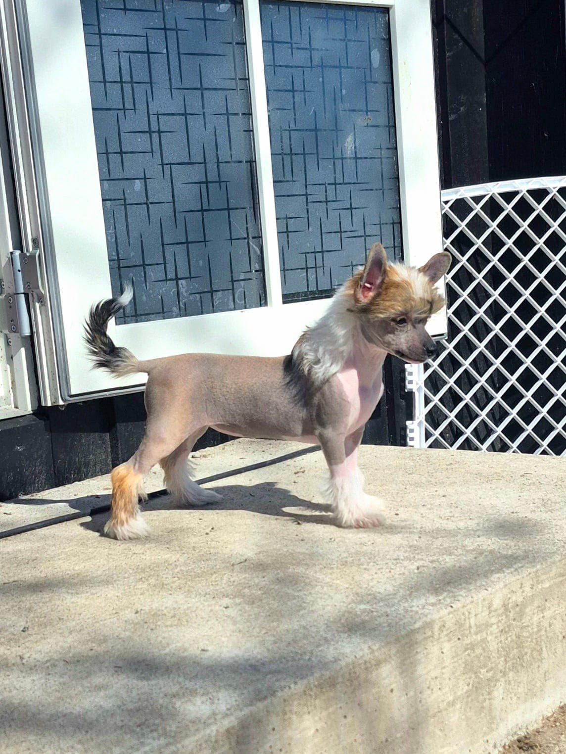 Chinese crested jente