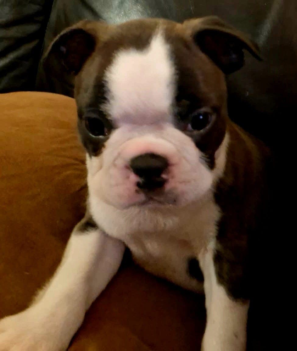 Nydelige Boston Terrier gutter fra Kennel Ice Cowboy ledig for sine nye hjem!