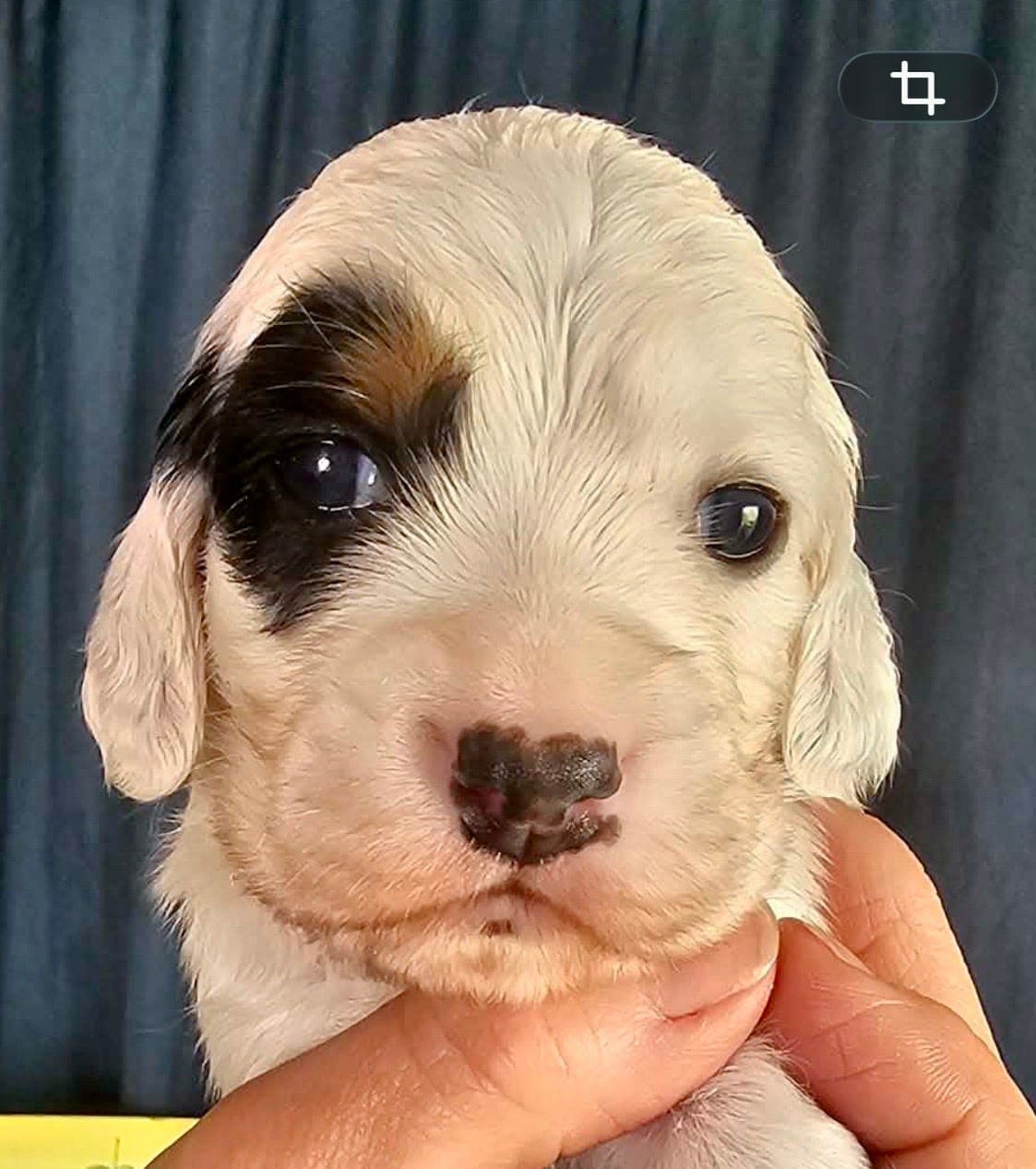 Engelsk setter valper