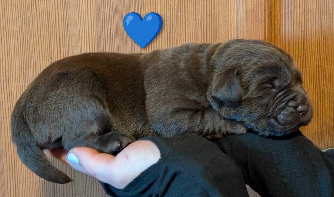 Labradorvalper selges