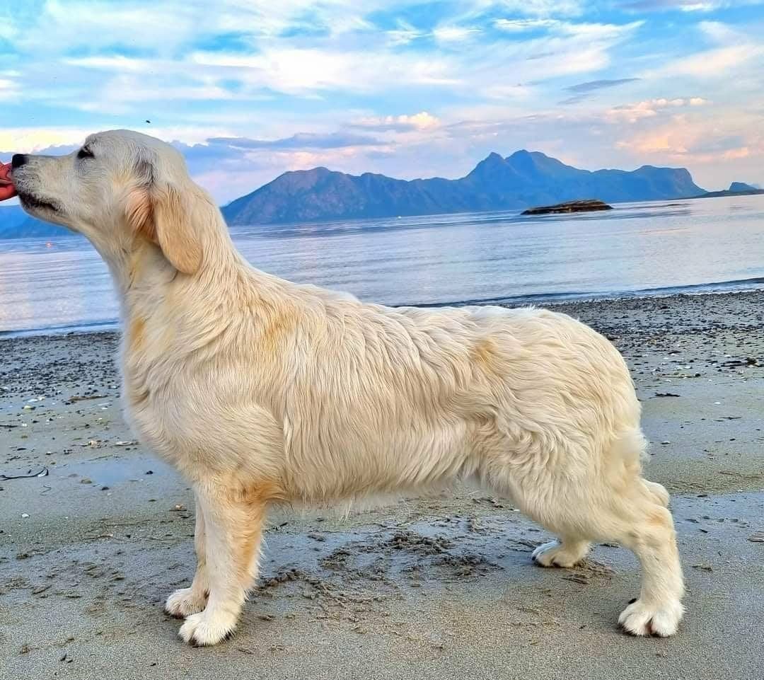Vakre golden retriever valper selges
