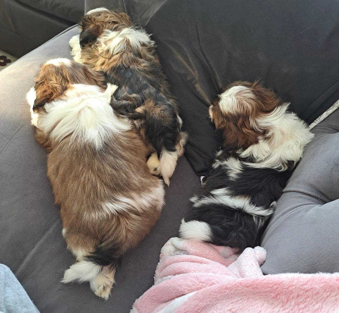 Allergivennlige ren rase 100% SHIH TZU valper til salgs🩷🩵🩷