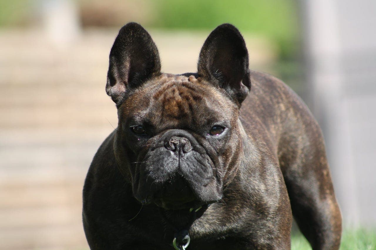 Foravtale Fransk Bulldog
