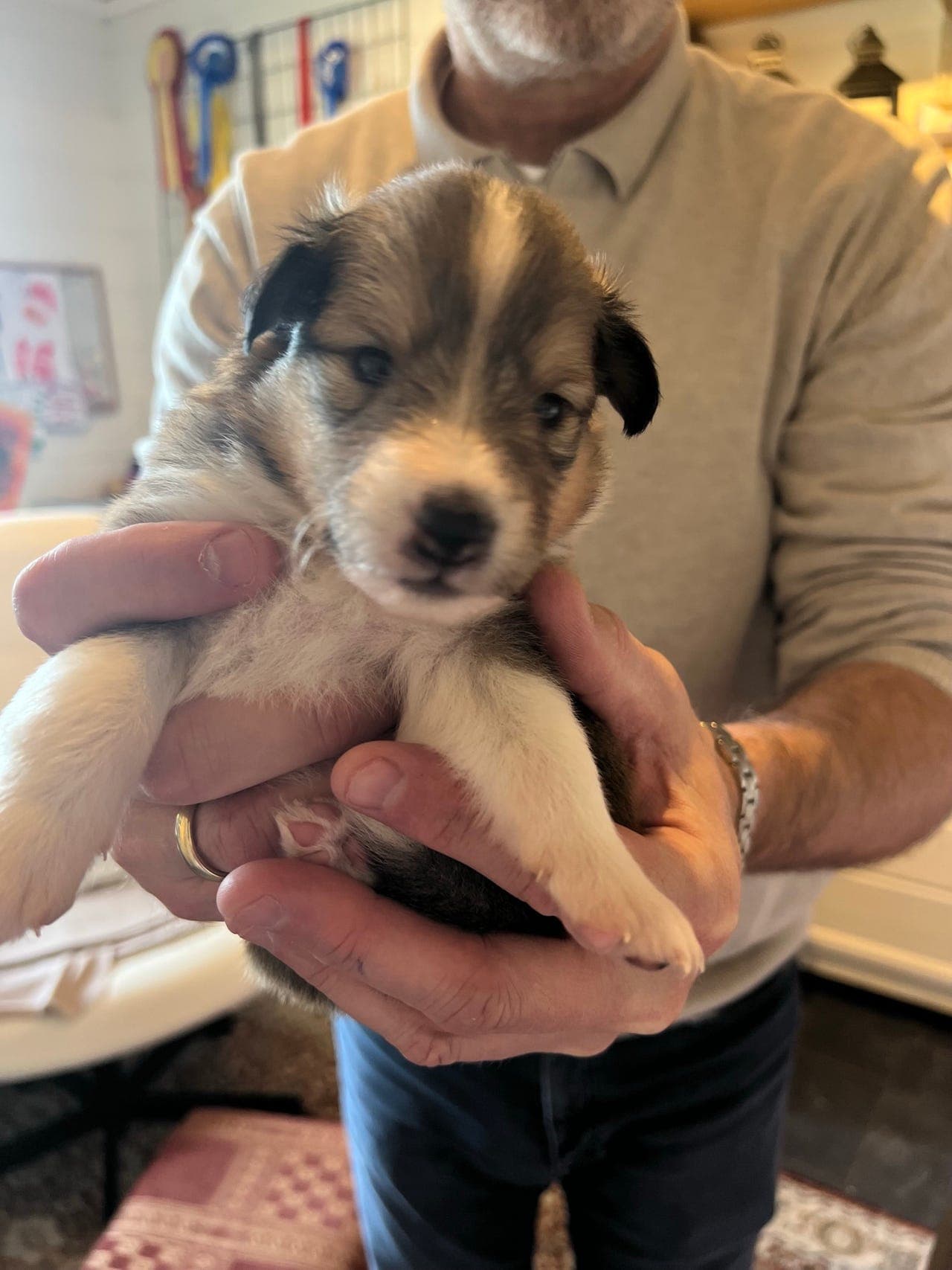 Shetland Sheepdog valper selges