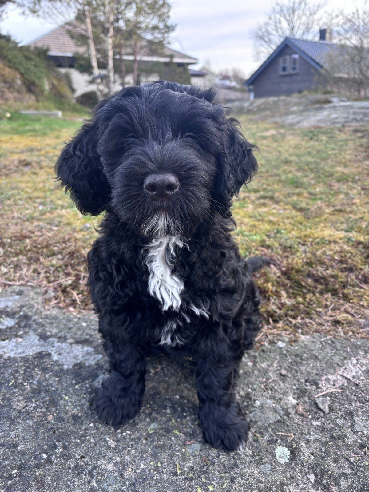 Portugisisk vannhund - sort hannvalp