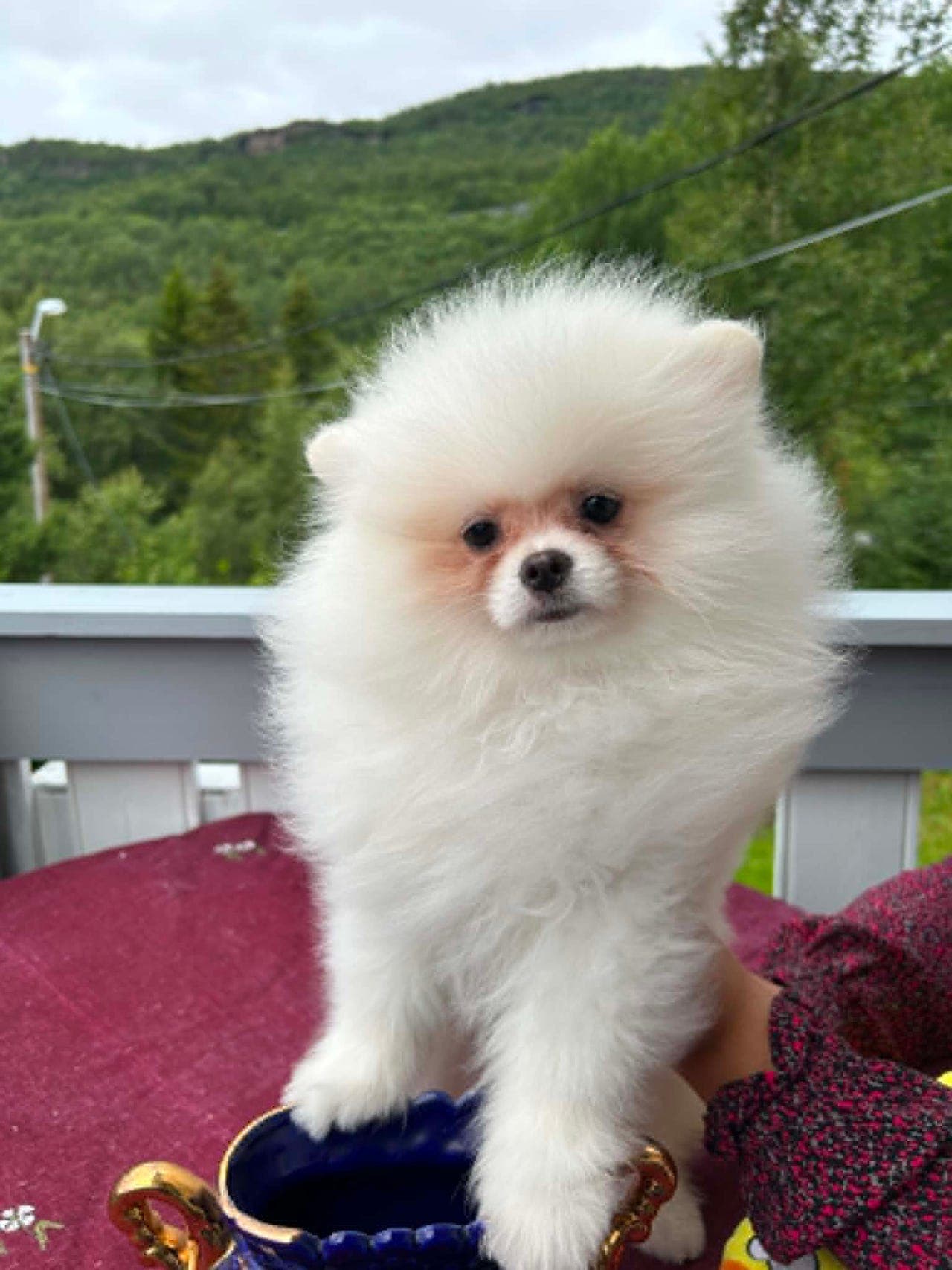 En nydelig, velskapt Pomeranian tispe valp - født 23. mars.