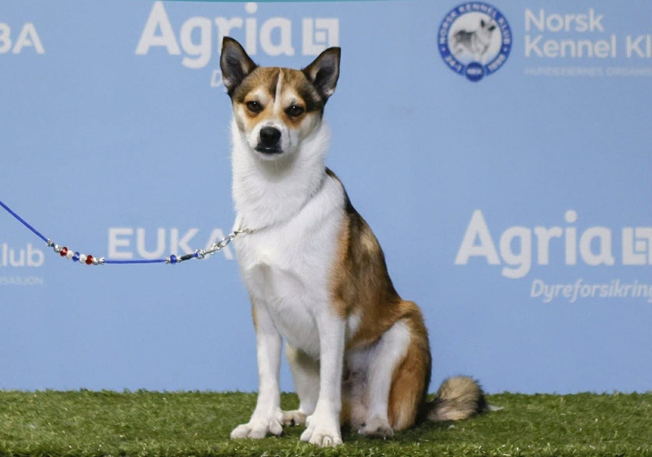Norsk Lundehund valper