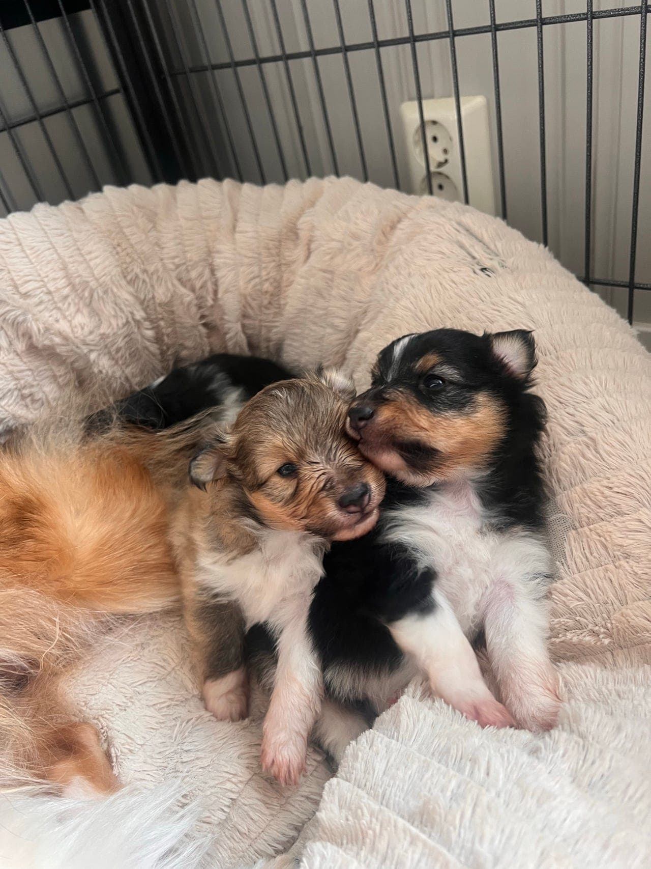 2 Sheltie gutter ledig.