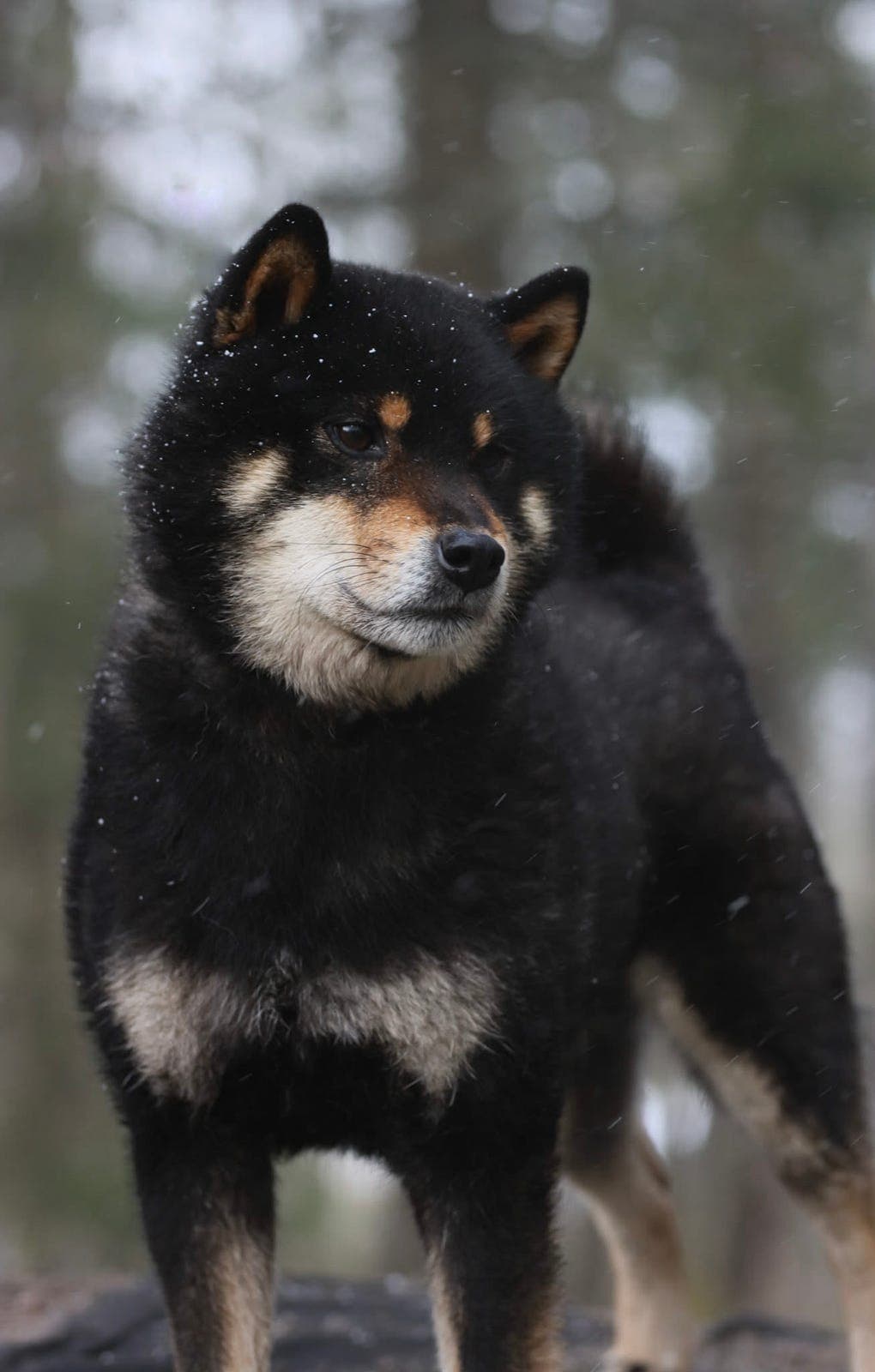 Ashiato Inu planlegger shiba valper til høsten