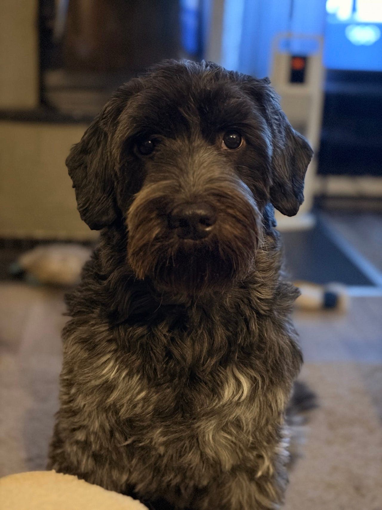 Fin Schapendoes hannhund søker nytt hjem