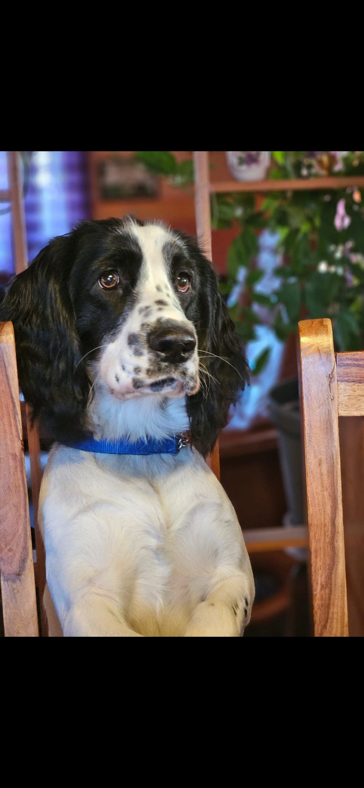 Engelsk Springer Spaniel