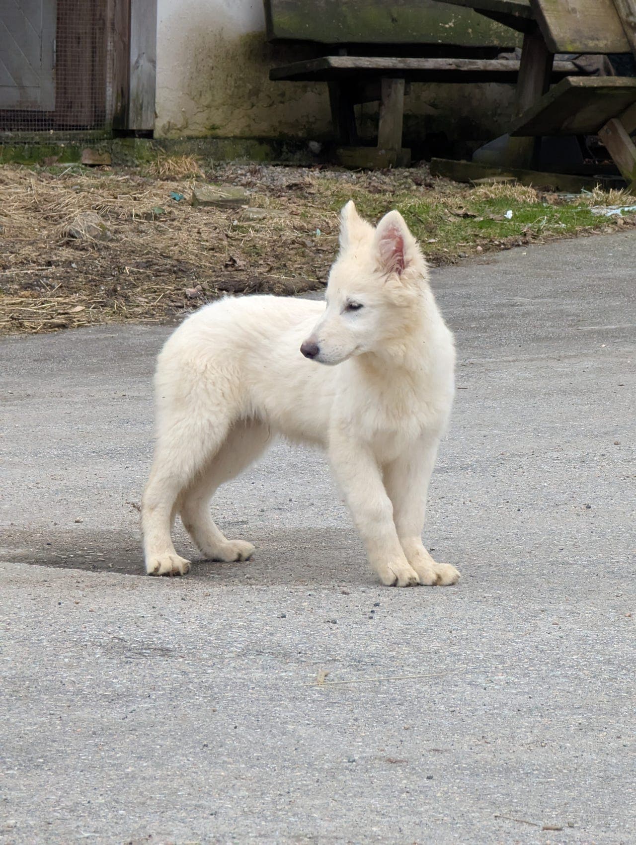 Hvit gjeterhund tispevalp