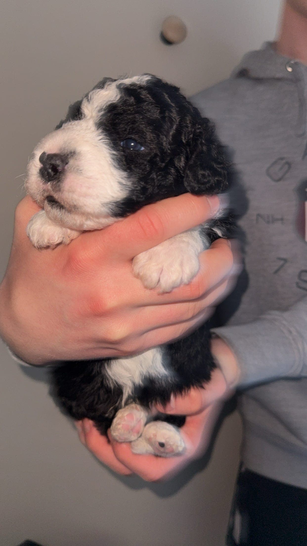 Forvert søkes for spansk vannhund valp gutt 💚